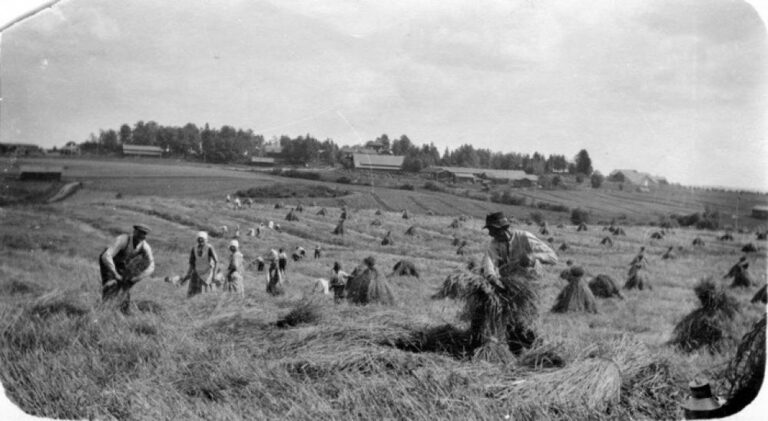 hemp cultivation, hemp in finland, hemp in finnish culture, hemp field